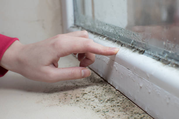 Best Black Mold Removal  in Portsmouth, NH