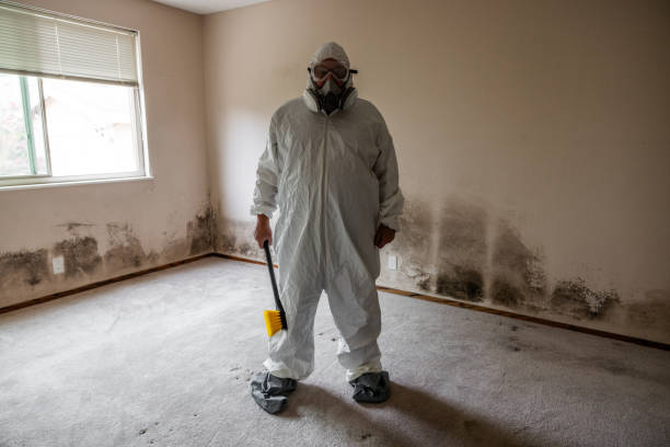 Best Basement Mold Removal  in Portsmouth, NH